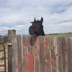 Meet your Posher, Abbi